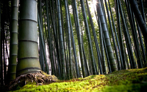 Взрослые стебли бамбука